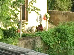 पंजाबी बेब स्ट्रिप्स ...