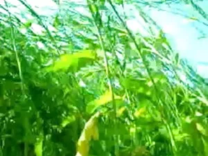 पोर्नस्टार TIa कार्ट ...